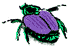 beetles.gif (946 bytes)